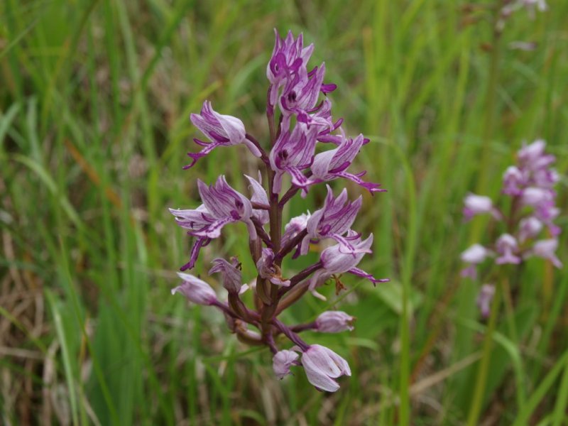 Orchis militaris / Orchidea militare